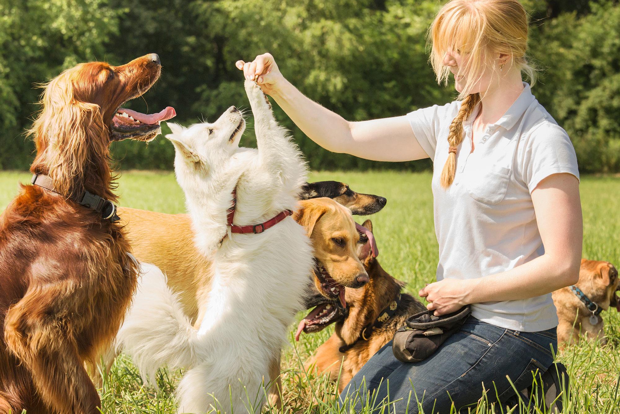Discover The Best Tips For Training Your Dog Like A Pro
