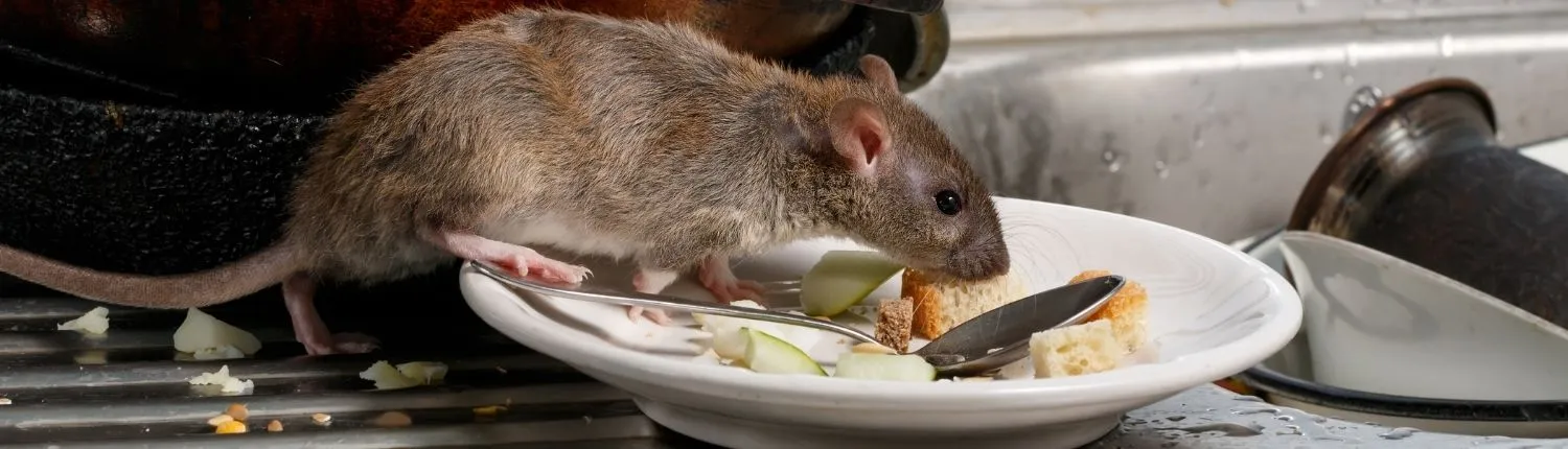 Ultimate Rodent Pest Control Guide